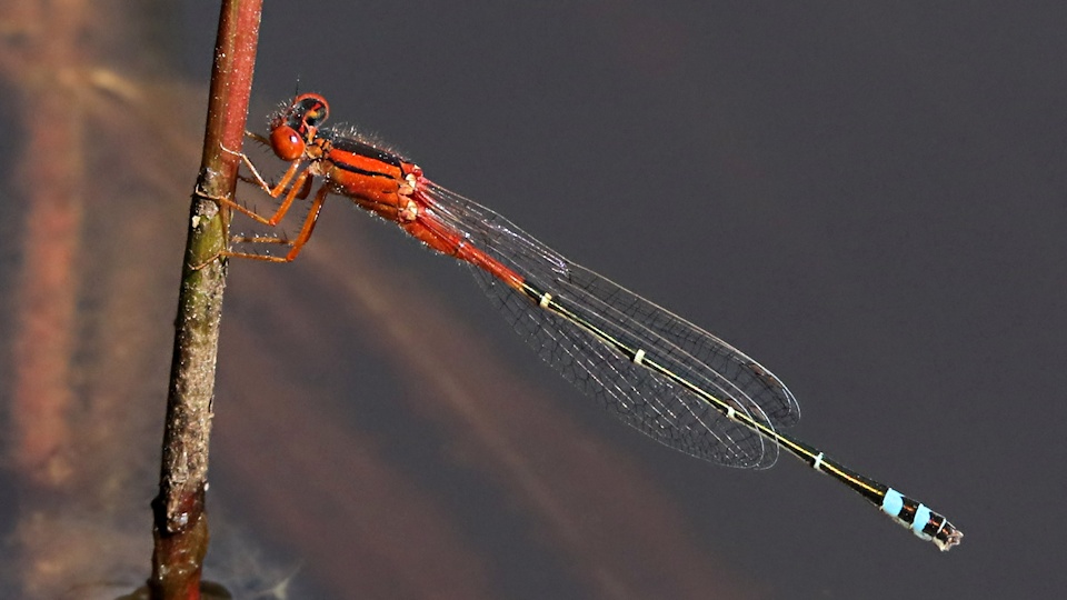 Red and Blue Damsel (Xanthagrion erythroneurum)